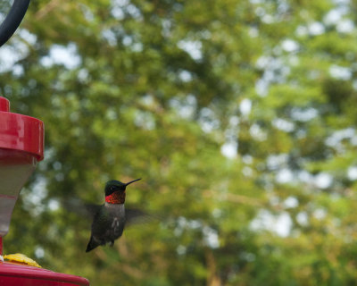 My Feathered Friends