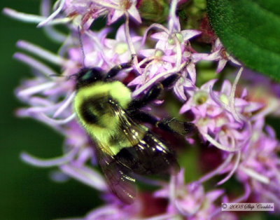 Bumblebee 1 640.jpg