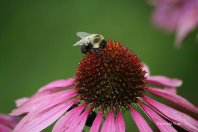 Bumblebee 2 640.jpg