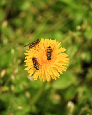 Yellow Flower With Bees.jpg