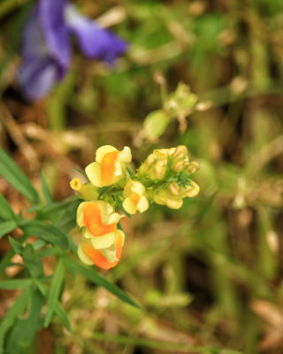 Yellow Wildflower.JPG