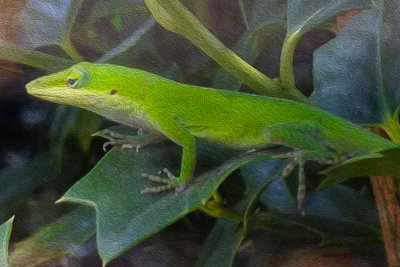 Green Lizard.jpg