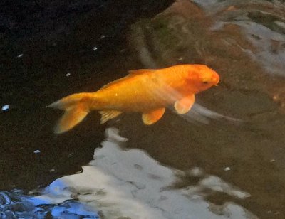 My favorite fish.