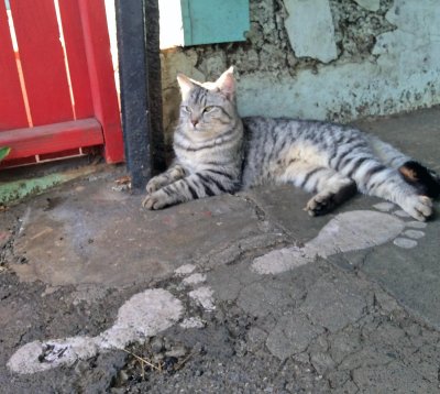 Hawaiian Cat.