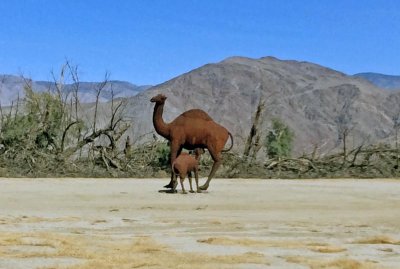 Camels by Ricardo Arroyo Breceda in Borrego Springs, CA.
