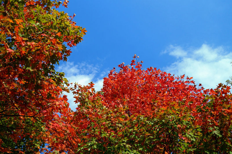 CR2_3684 Leaves