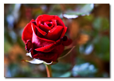 CR2_9885 DonJuan