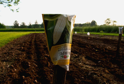 CR2_2319 Corn