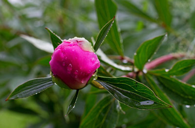 CR2_7630 Pink