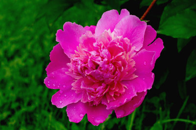 CR2_7633 Pink Summer ...