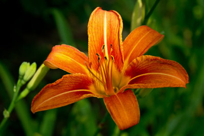 CR2_1015  Lily . . .