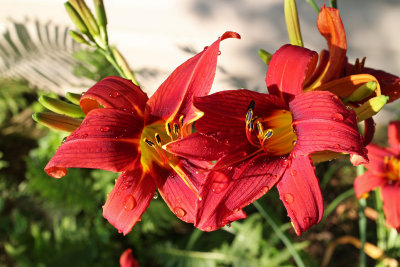 IMG_0022 Lily