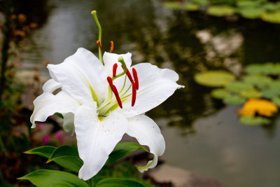 IMG_7849 Lily