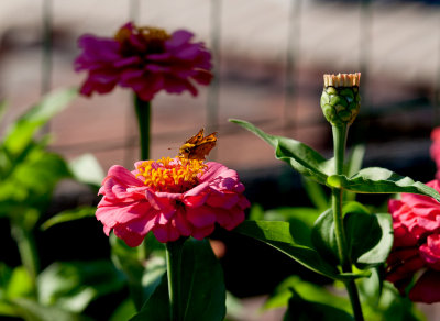 CR2_0601 Little skipper