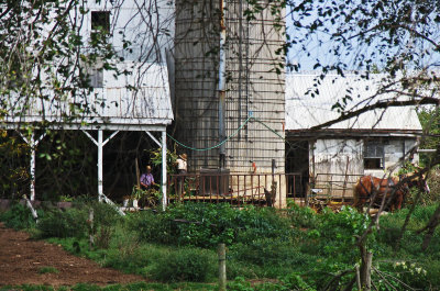 IMG_4156 Chopping corn into the silo