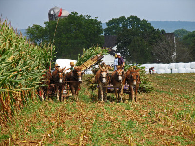 IMG_4167 Chopping corn