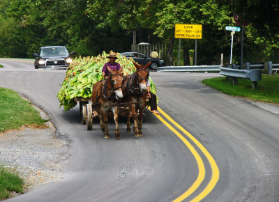 IMG_4189 Wagon of tobacco