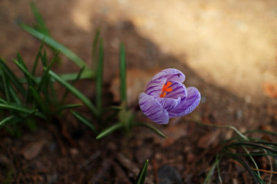 C2_1829  Tiny Crocus'