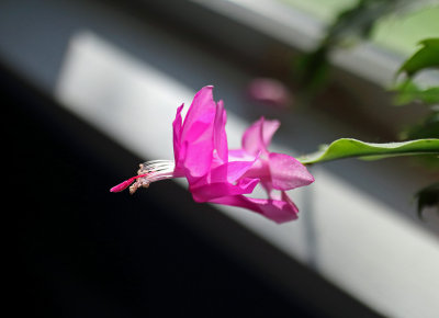 CR2_2194 In the sun