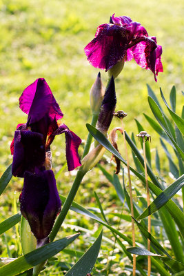 CR2_9494 Sunlit    #215  -  Up Close and Personal