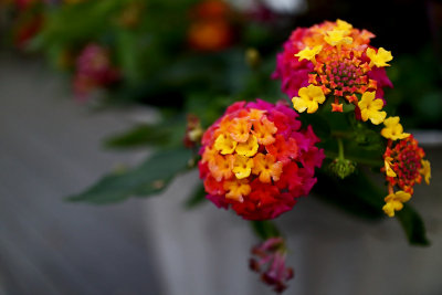 CR2_2552 Tiny flowers ...
