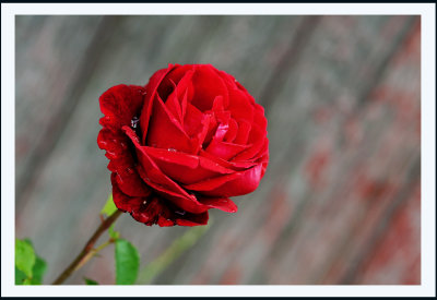 CR2_1529 Rose 