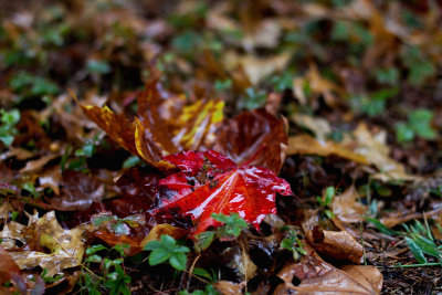 CR2_9939 Rainy leaves