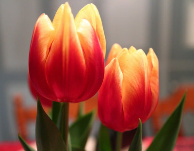 IMG_3893 Tulips