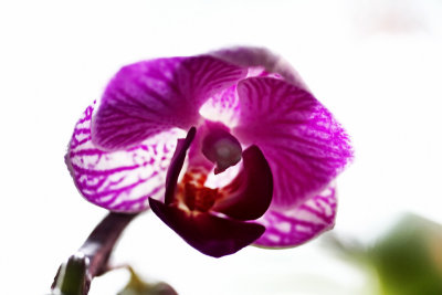 IMG_3478 Orchid