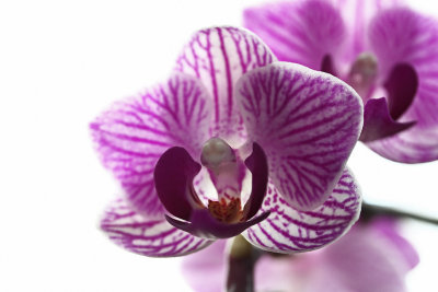 IMG_3490 Purple