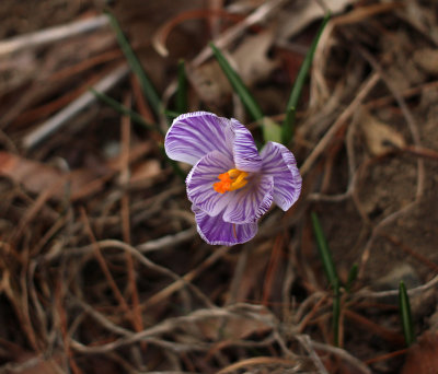 IMG_9106 Purple