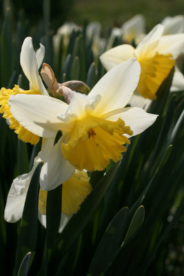 IMG_3880 Daffys