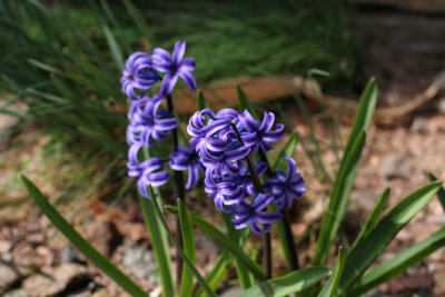 IMG_3883 Hyacinth