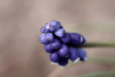 IMG_3500 Grape hyacinth