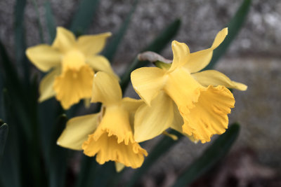 IMG_3510 Daffys