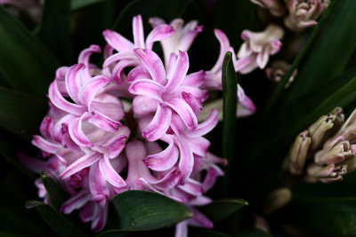 IMG_3508 Hyacinth