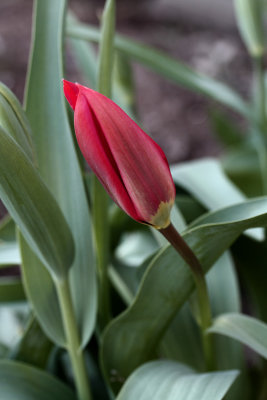IMG_3516 Tulip