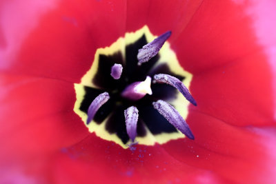 IMG_3515 Tulip