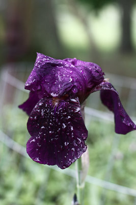 IMG_3545 Rain