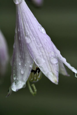 IMG_4042 Rain
