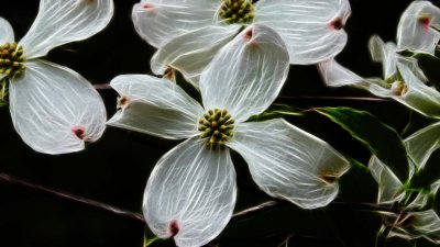 Dogwood