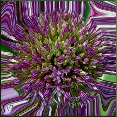 allium