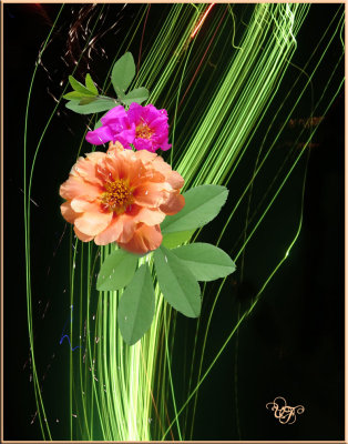 Portulaca Fire Flower