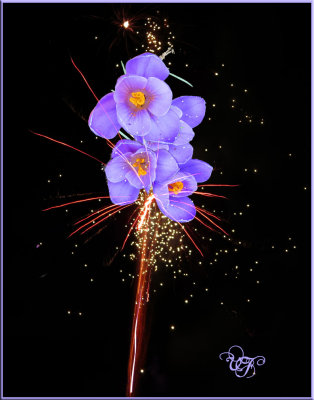 Crocus Fire Flower