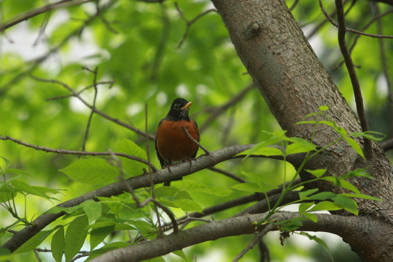 IMG_1264.JPG