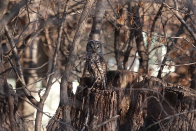 Wild Life in My Backyard