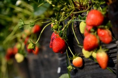 Lembang Strawberry Farm