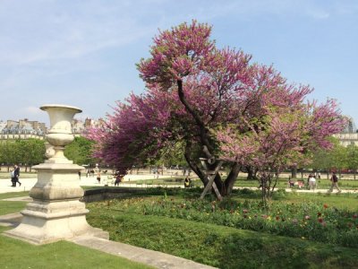 Jardin du Tuilerie