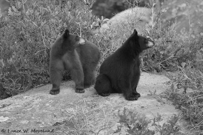 The Cubs