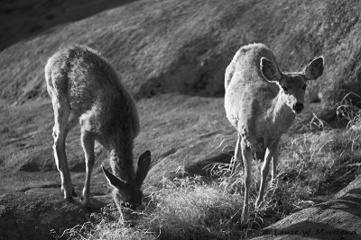 Spring Mulies